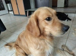 UNZO MALE REPRODUCTEUR - SAILLIE GRATUITE