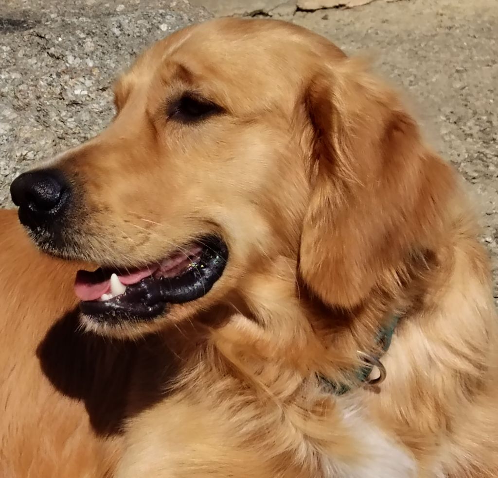 UNZO MALE REPRODUCTEUR