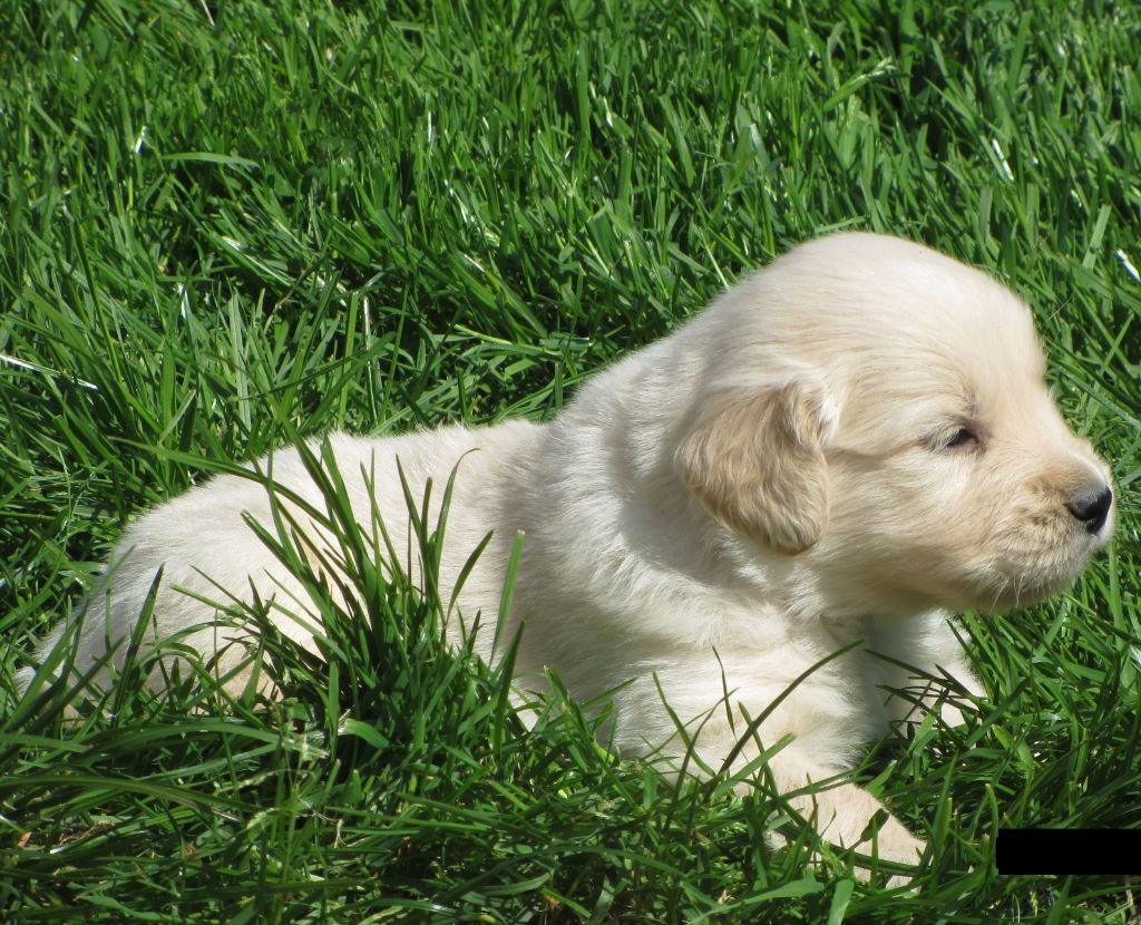 Du Domaine D'Hofman - Chiots disponibles - Golden Retriever