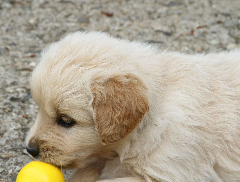 Du Domaine D'Hofman - Chiots disponibles - Golden Retriever
