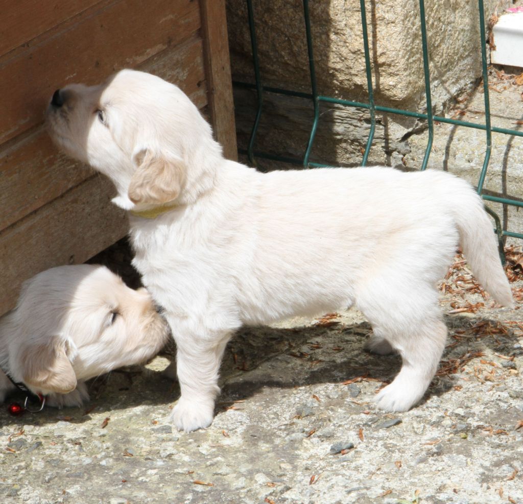 Du Domaine D'Hofman - Chiots disponibles - Golden Retriever