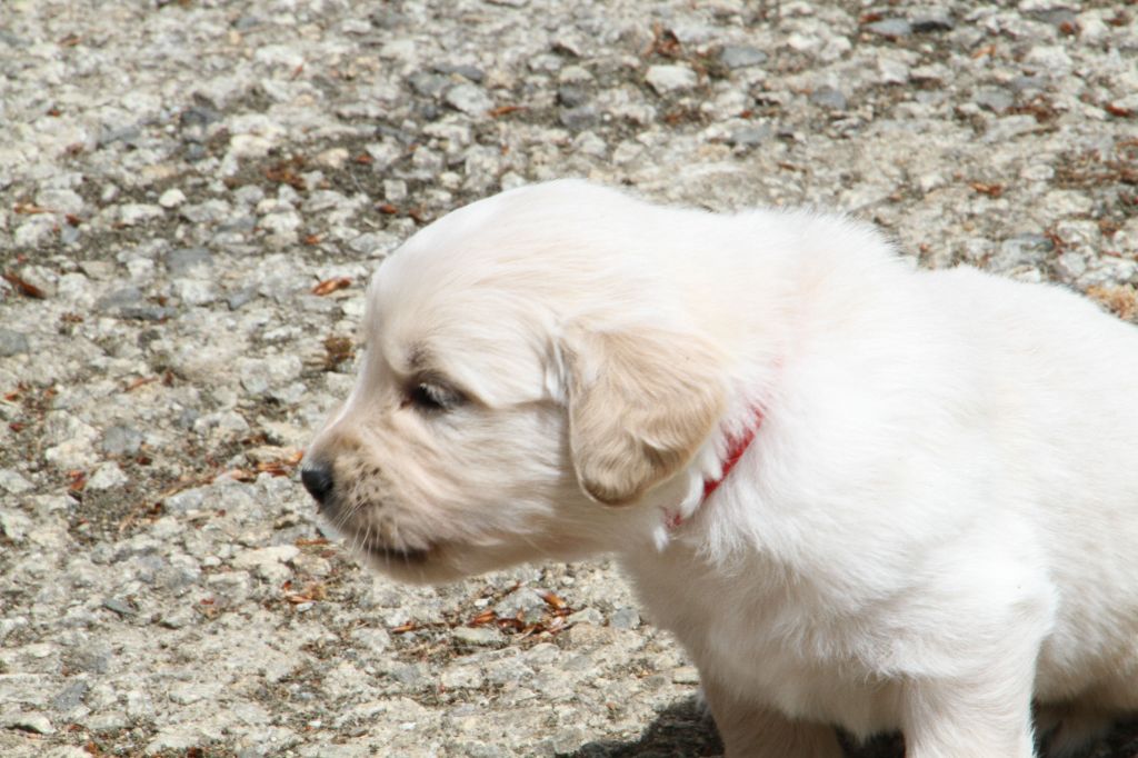 Du Domaine D'Hofman - Chiots disponibles - Golden Retriever