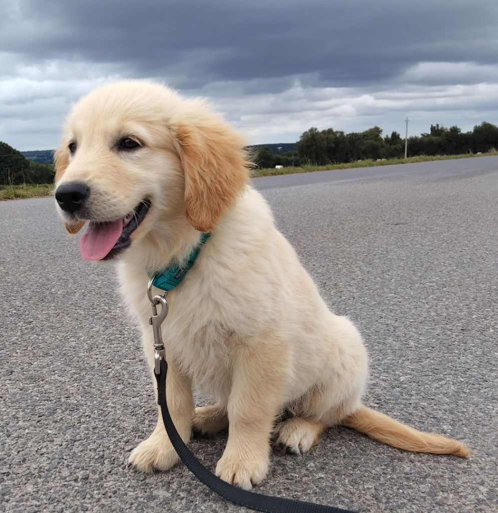 Du Domaine D'Hofman - Chiots disponibles - Golden Retriever