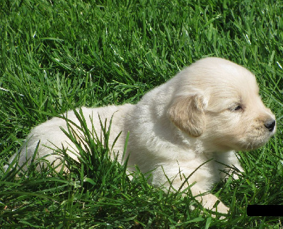 ARES