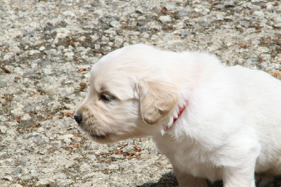 ATHOS