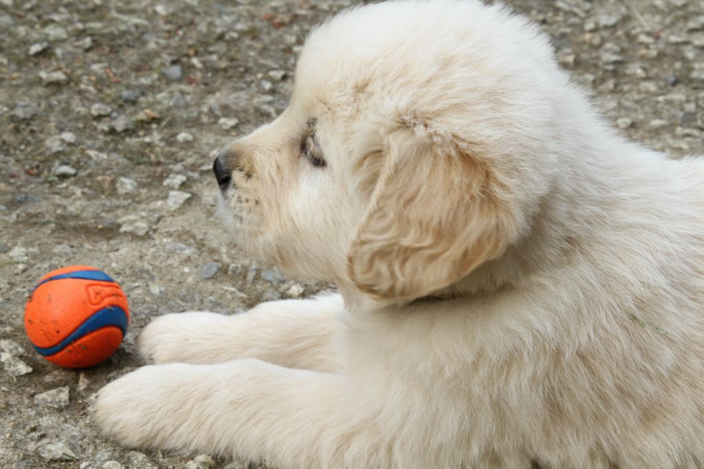 Du Domaine D'Hofman - Chiots disponibles - Golden Retriever