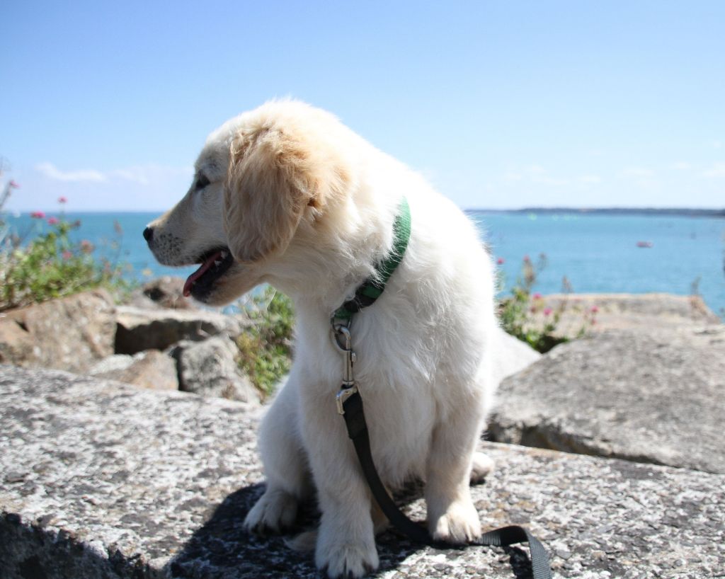 Du Domaine D'Hofman - Chiots disponibles - Golden Retriever