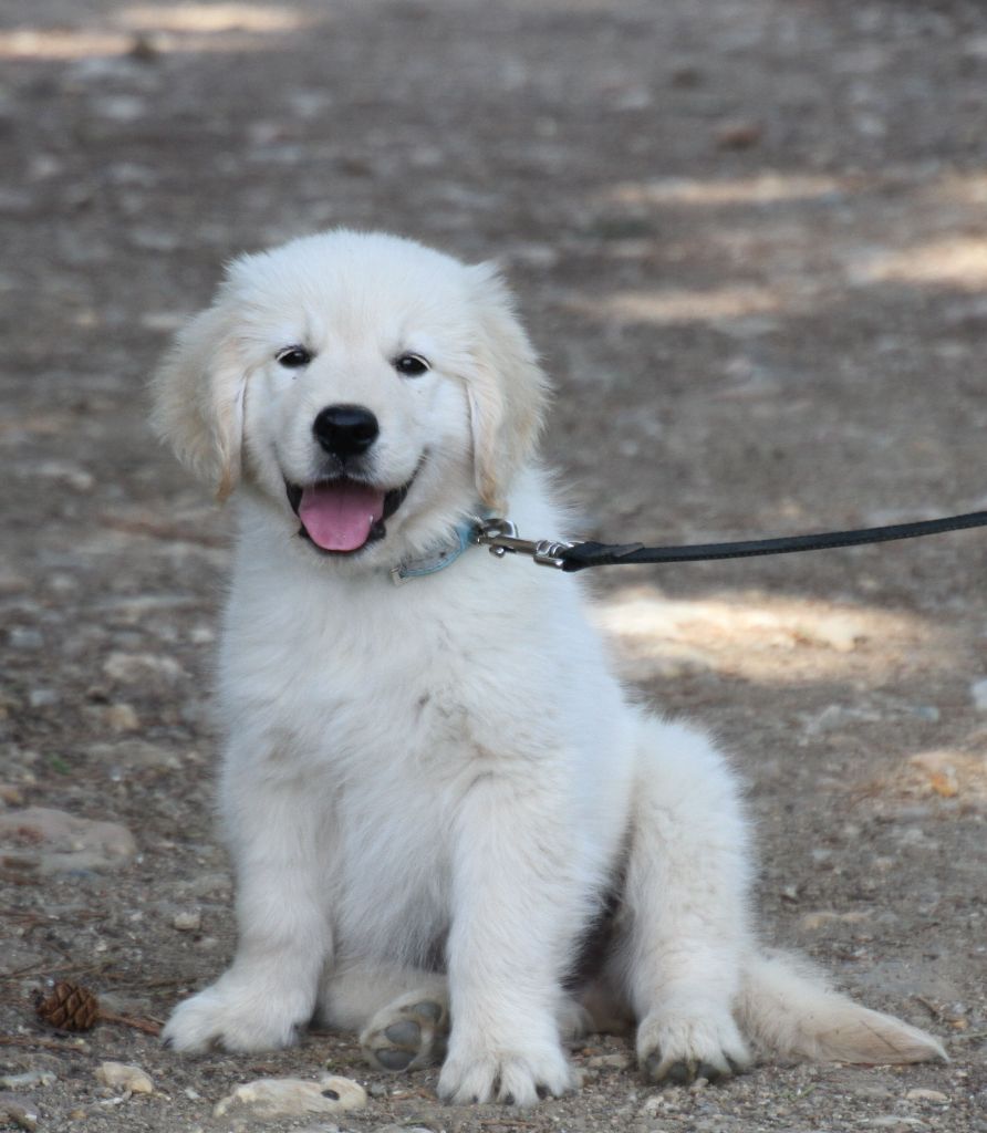 Du Domaine D'Hofman - Chiots disponibles - Golden Retriever
