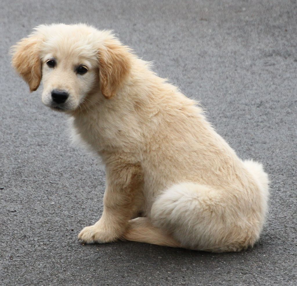 Du Domaine D'Hofman - Chiots disponibles - Golden Retriever